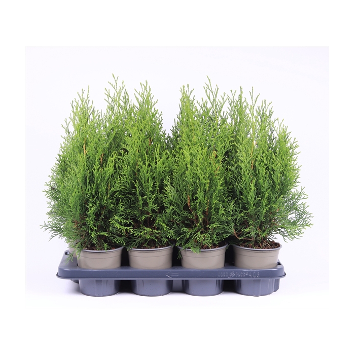 <h4>Thuja occidentalis 'Smaragd'</h4>