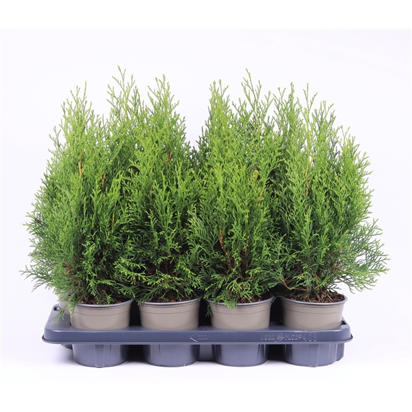 <h4>Thuja occidentalis 'Smaragd'</h4>