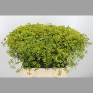 Anethum Graveolens