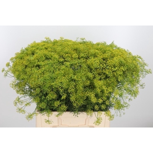 Anethum Graveolens