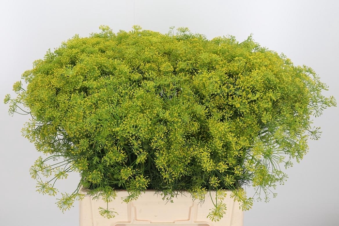 <h4>Anethum Graveolens</h4>