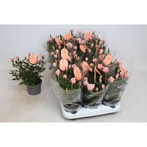 RO ROSAROMA PINK