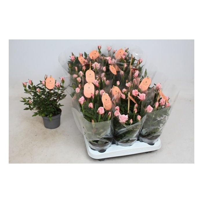 <h4>RO ROSAROMA PINK</h4>