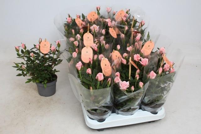 RO ROSAROMA PINK