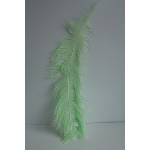 PLUIM STRUISVOGEL APPELGROEN