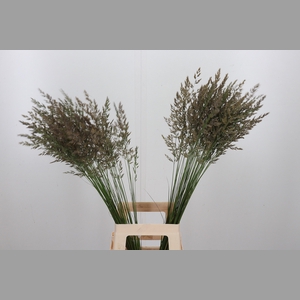 Calamagrostis Brachy