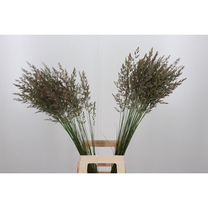 Calamagrostis Brachy