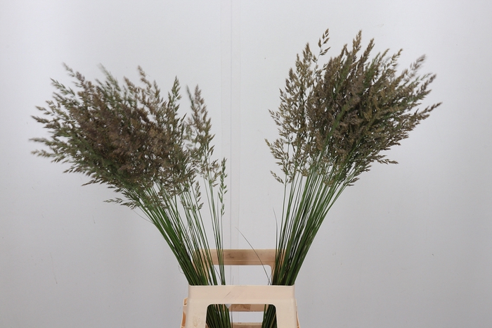 <h4>Calamagrostis Brachy</h4>