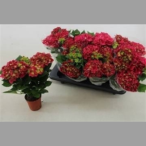 HYDR M SPEEDY RED