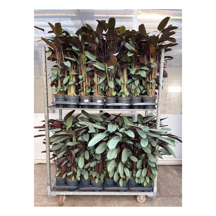 <h4>Ctenanthe 17Ø 90cm</h4>