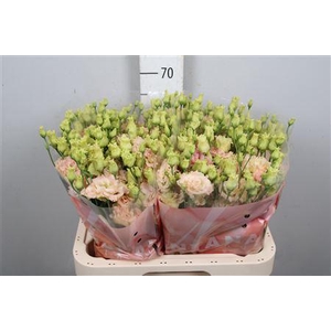 Eus G Alissa Champagne