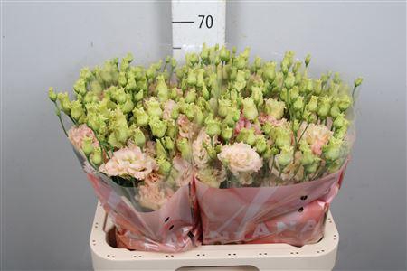 <h4>Eus G Alissa Champagne</h4>