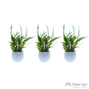 Spathiphyllum 13 cm Bellini Make Upz - Bolpot Blauw