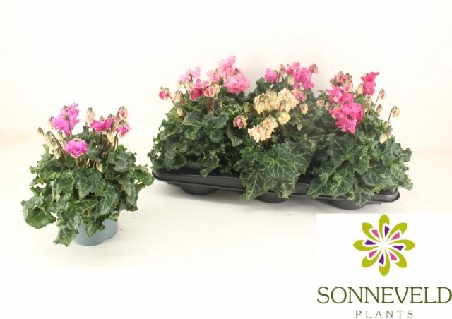 <h4>CYCL GR LAT PIPOCA</h4>