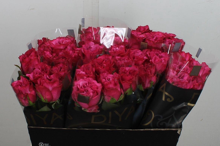 <h4>R Gr Country Blues</h4>