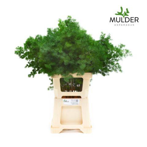 <h4>Asparagus Umbellatus X25</h4>