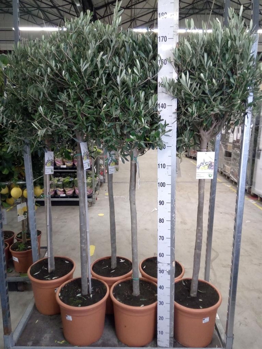 <h4>Olea europaea</h4>