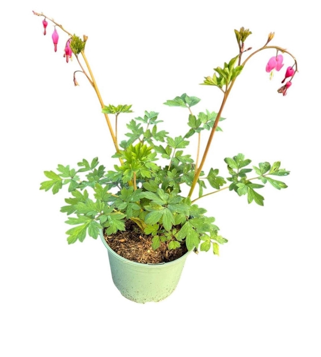 Dicentra Spectabilis