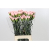 Dianthus St Sarah Pink