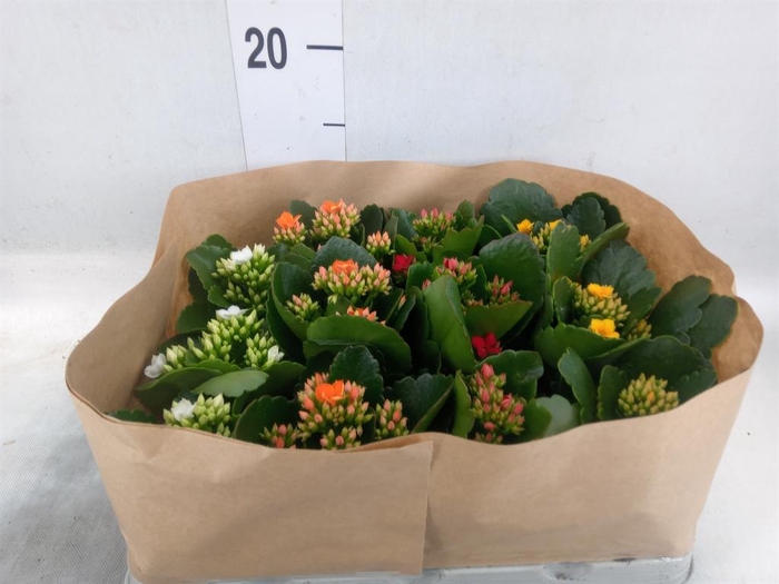 <h4>Kalanchoe blos.   ..</h4>