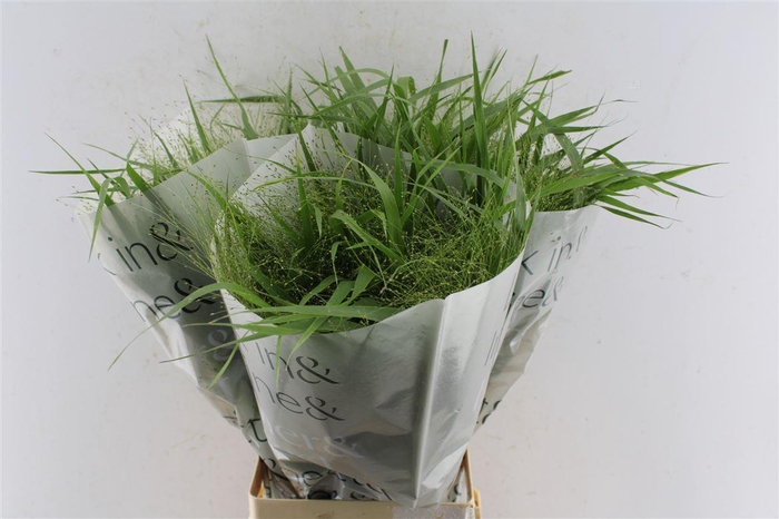 <h4>Panicum Fountain</h4>