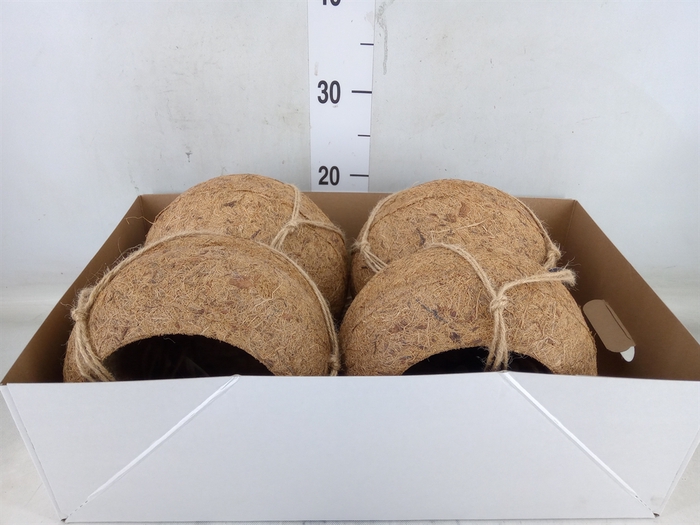 Pot   ...versierd H%