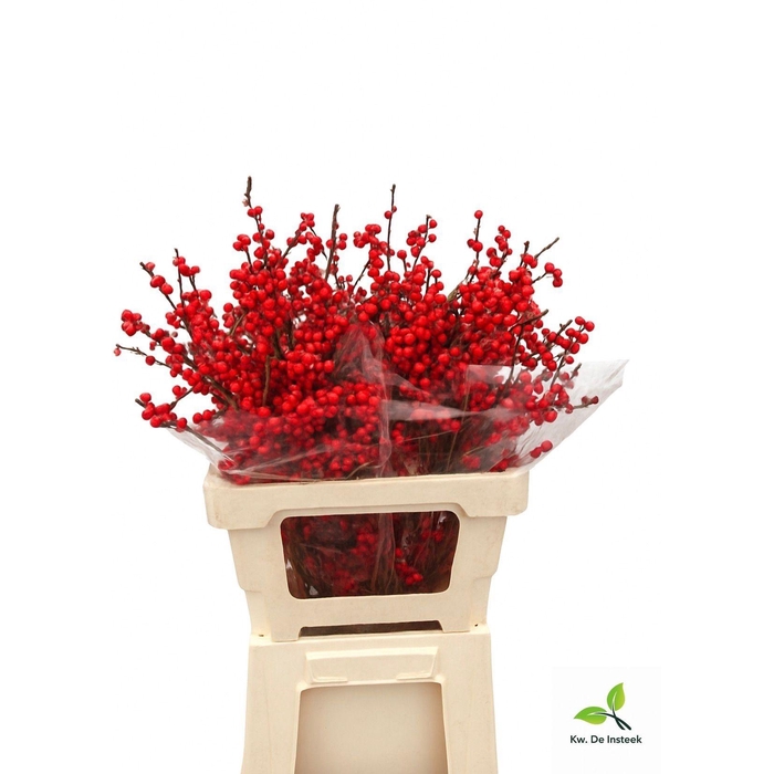 <h4>ILEX VE RODE BES</h4>