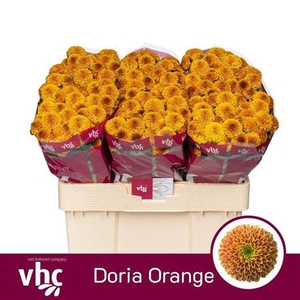 Chr S Aaa Doria Orange