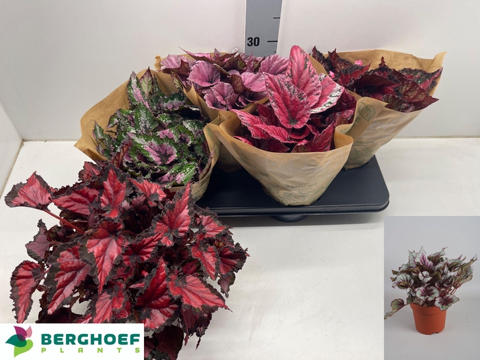 <h4>BEG BEL GEM</h4>