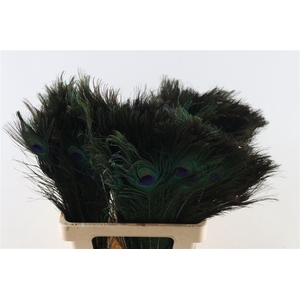 Feather Peacock 60-70cm Natural