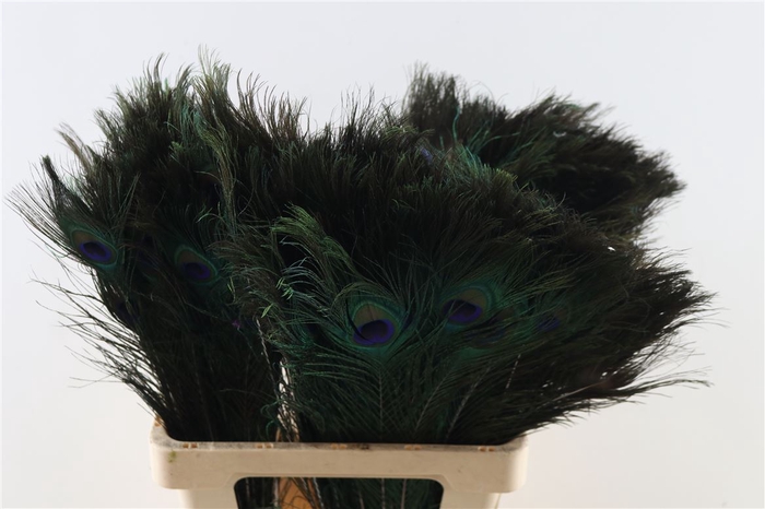 <h4>Feather Peacock Natural L60-70</h4>