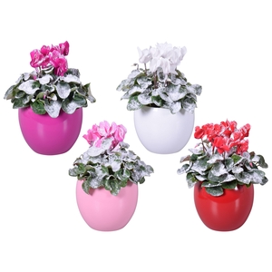Cyclamen met sneeuw in Lisa keramiek (Kerst)