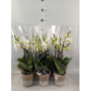 Phalaenopsis multi. 'Ant Lausanne'