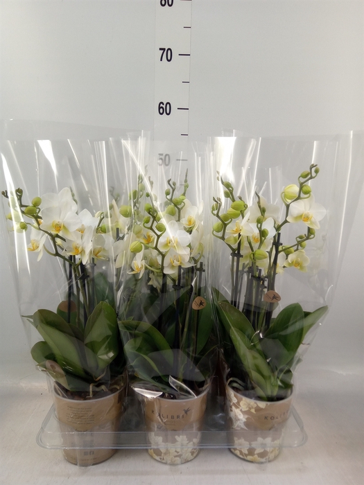<h4>Phalaenopsis multi. 'Ant Lausanne'</h4>
