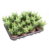 Aloe Squarrosa AL8008