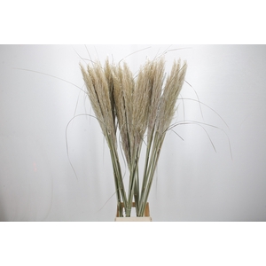 Cortaderia