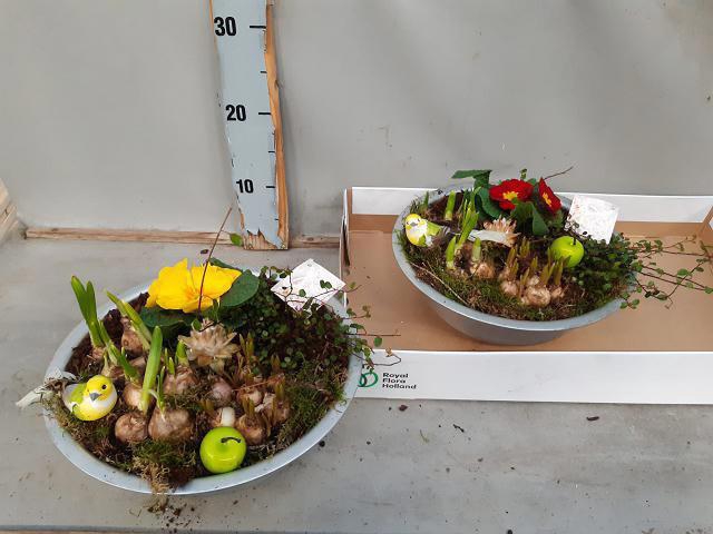 <h4>ARR BOL KNOLGEWAS</h4>