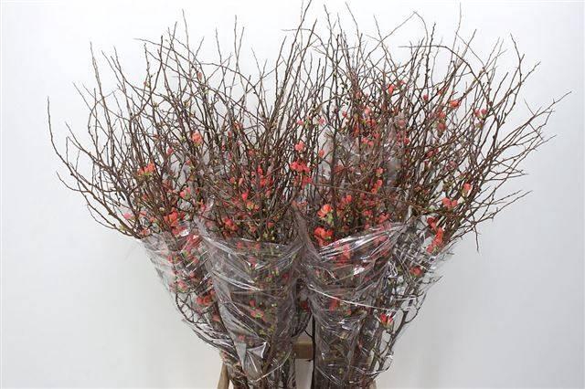 <h4>CHAENOMELES SUPERBA</h4>