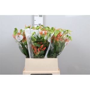 Gloriosa Exot Orange Long