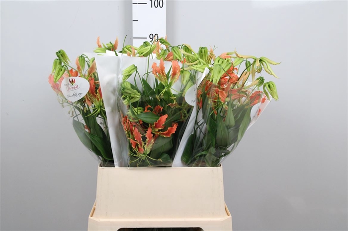 Gloriosa Exot Orange Long