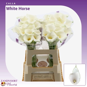 Calla Whitehorse