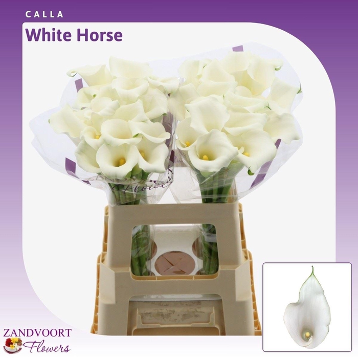 <h4>Calla Whitehorse</h4>