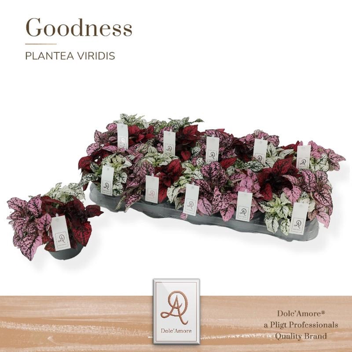 <h4>Hypoestes Ph Gemengd trio</h4>