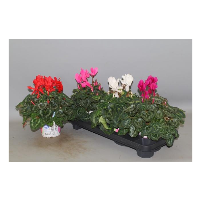 <h4>CYCL GR SUP XL</h4>