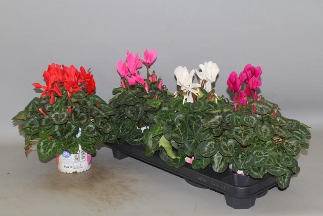 <h4>CYCL GR SUP XL</h4>