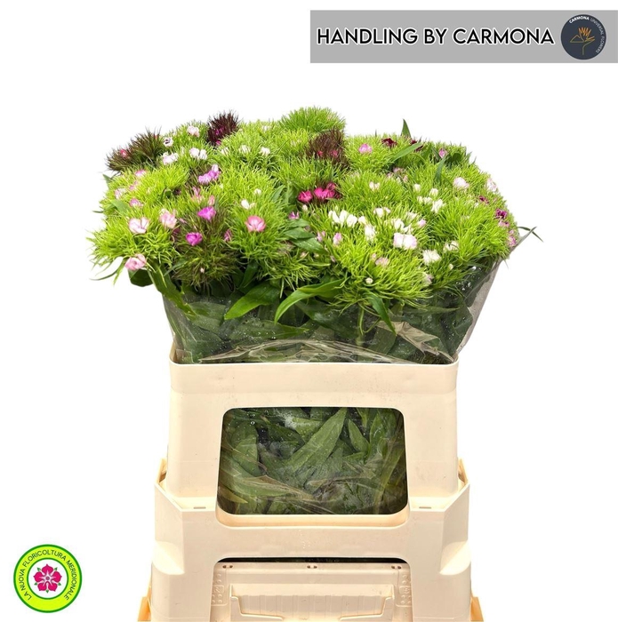 <h4>Di Barb Gem In Fust</h4>