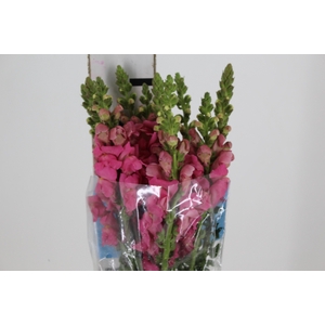 BOCA DE LEAO MONACO ROSE 080 CM