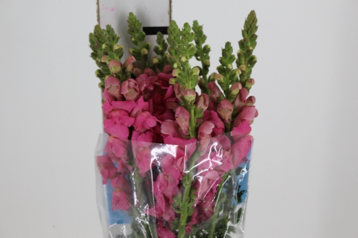 <h4>BOCA DE LEAO MONACO ROSE 080 CM</h4>