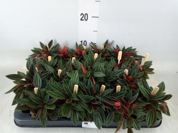 <h4>Peperomia caperata 'Rosso'</h4>