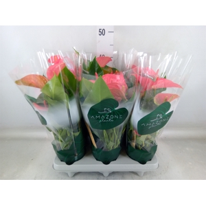 Anthurium andr. 'Melito'